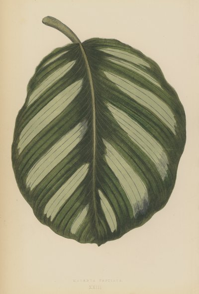 Maranta Fasciata by English School